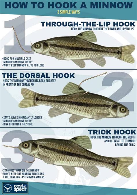 How To Hook A Minnow Step By Step Guide