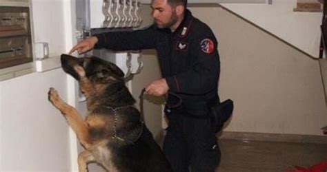 King Il Cane Dei Carabinieri Non Perdona Fiuta Droga A Modica E