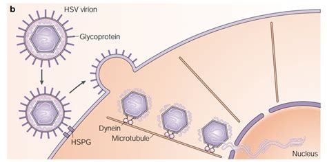 Herpes Virus Structure Diagram