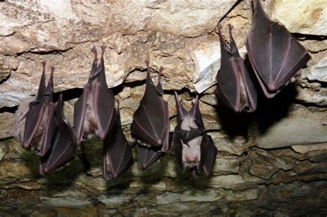 Endangered Bats Protected In Hohenfels Article The United States Army