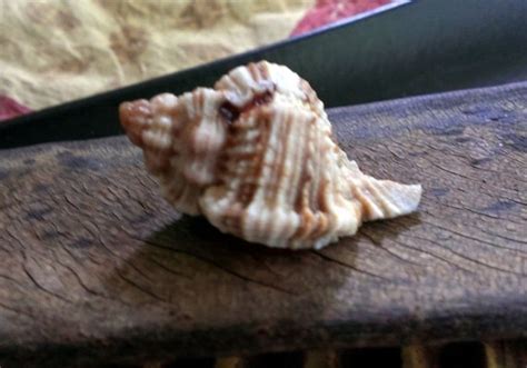 1 Apple Murex Shell Florida Shells Crafts By Thebeachgirls