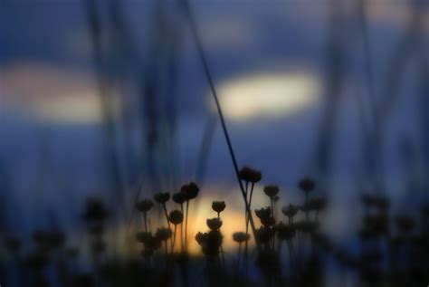 Silhouette Of Flowers During Night Time Hd Wallpaper Wallpaper Flare