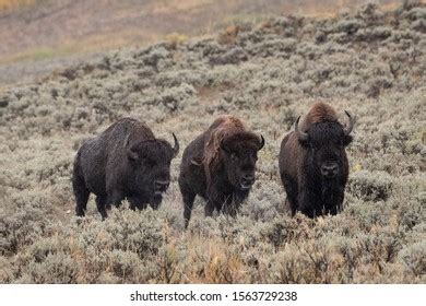 Bison Running National Park Stock Photo 1563729238 | Shutterstock