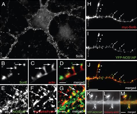 NOS1AP Associates With Scribble And Regulates Dendritic Spine