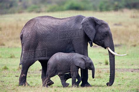 African Bush Elephant Loxodonta Africana Mother With Calf Masai Mara