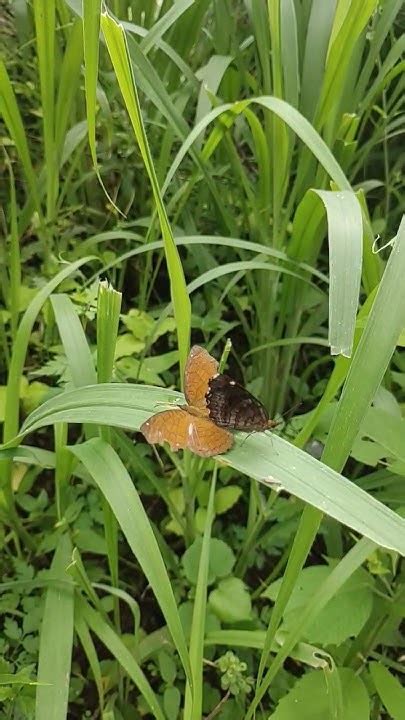 Mating Time Butterflys 🦋butterfly Matingseason Bgm Love Youtube