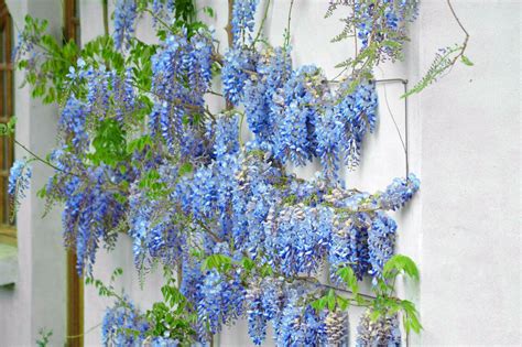 5 Blue Chinese Wisteria Seed Seed World