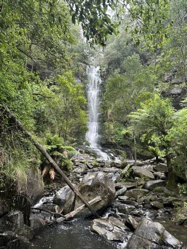 10 Best Walking Trails in Great Otway National Park | AllTrails