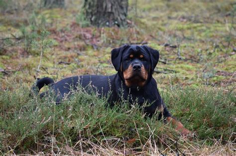 Rottweiler piękny piesek ZKwP Rzeczenica OLX pl