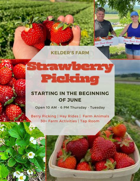 Strawberry Picking - Kelder's Farm - Hudson Valley, NY