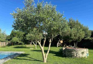 Arbres Fruitiers Bien Choisir Planter Tailler Et R Colter Les Fruits