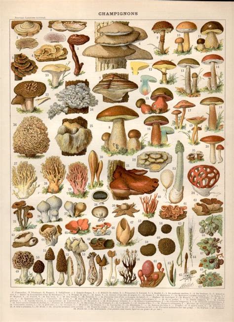 1897 Mushrooms Antique Print Vintage Lithograph Mushroom Etsy