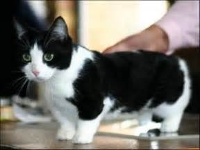 Munchkin Cat Breeders List