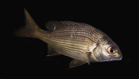 Black Bream Acanthopagrus Butcheri Tomahawk Tasmania