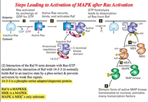 Lecture 9: MAPK pathway Flashcards | Quizlet