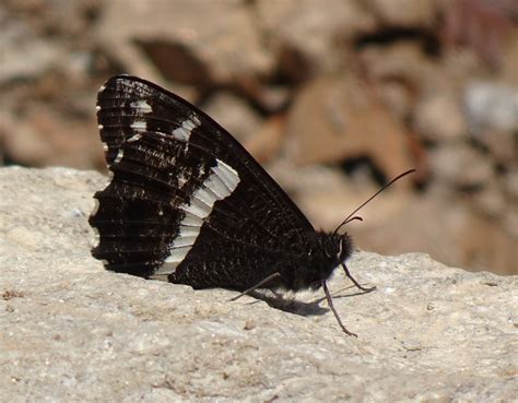 Borboleta Sátiro Comum Aulocera Foto gratuita no Pixabay Pixabay