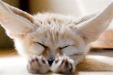 Sleeping Fennec Fox Indigenous To The Sahara Desert In North Africa