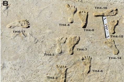 Oldest Ever Human Footprints In North America Discovered In New Mexico