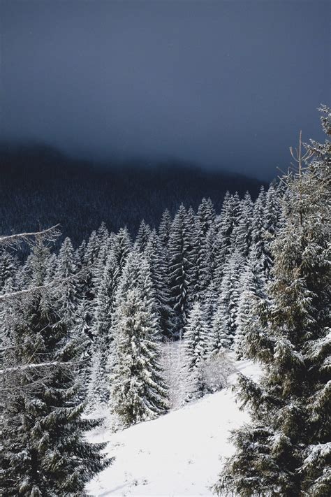 Kostenlose Foto Baum Wald Wildnis Berg Schnee Winter Frost