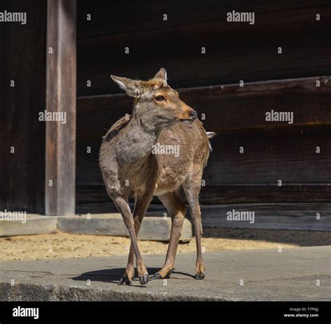 Wild Deer In Nara Park Japan Deer Are Symbol Of Nara Greatest Tourist