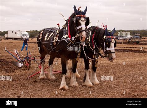 Shire Horses Pulling Plough Stock Photo Alamy