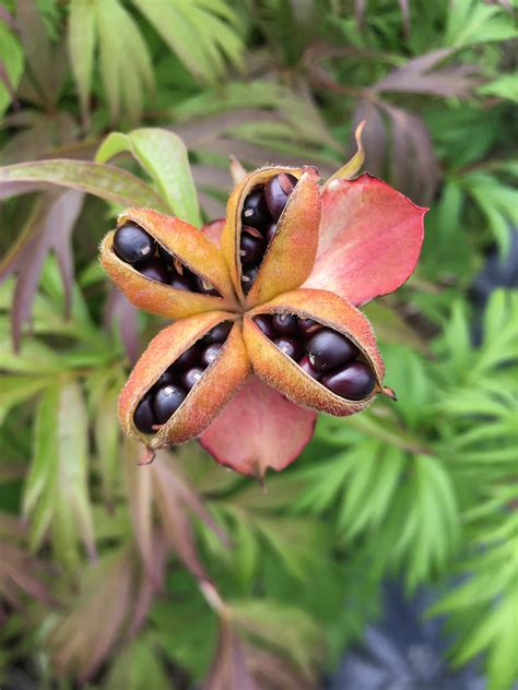 La récolte des gousses de graines de vivaces Jardinier paresseux