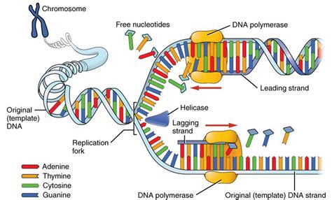 Describe The Process Of Dna Replication With The Help Of A Diagram