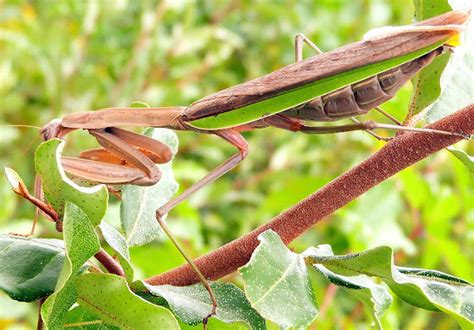 Chinese Praying Mantis Egg Case Project Noah