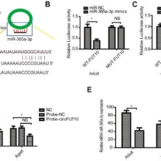 CircRNA FUT10 Sponges MiR 365a 3p A StarBase Software Was Used To