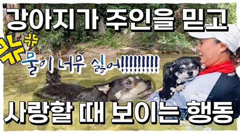 우가브이로그 강아지가 주인을 사랑할 때 보이는 행동 Feat 개헤엄 Youtube