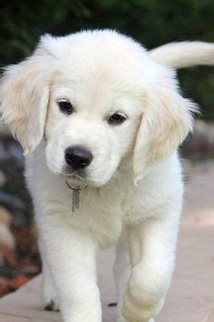 19 Irish Cream Golden Retrievers ideas | golden retriever, puppies ...