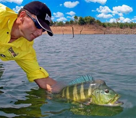 Tucunaré Azul Informações e dicas de como pescar esse peixe