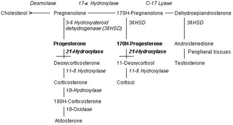 Congenital Adrenal Hyperplasia Clitoromegaly