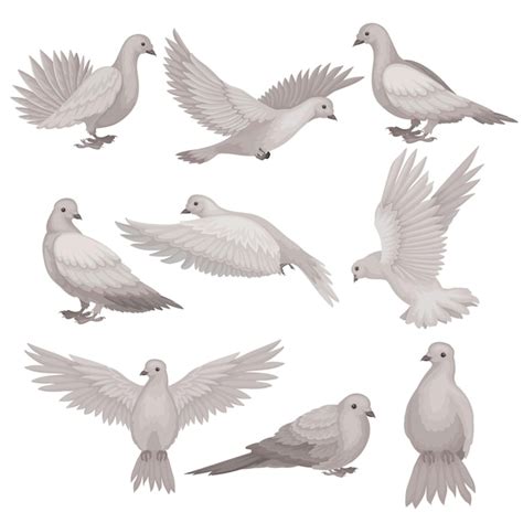 Pidgeon Pidgeons Vectors And Illustrations For Free Download Freepik