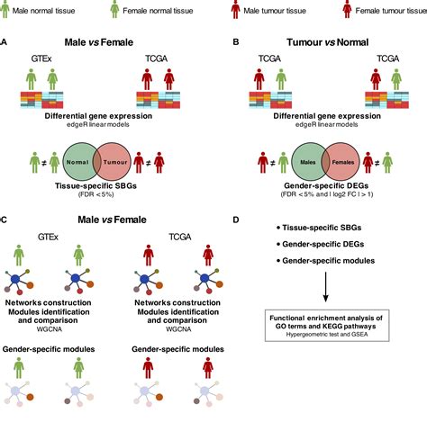 Frontiers Gender Differential Transcriptome In Gastric And Thyroid