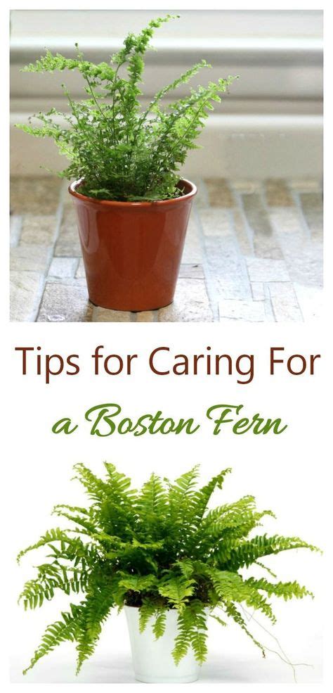 Pruning Boston Fern How And When To Prune Boston Fern Gardening