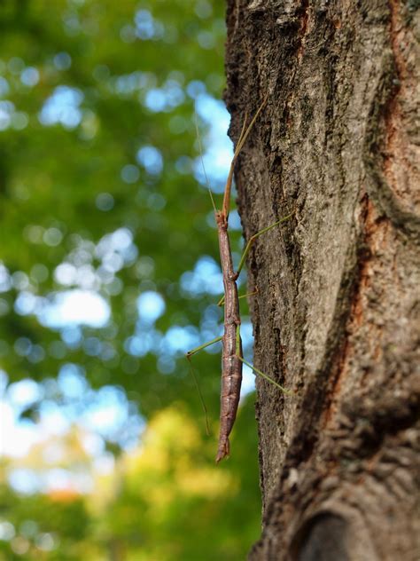 Free Images Tree Nature Forest Branch Sunlight Leaf Flower Trunk Wildlife Green