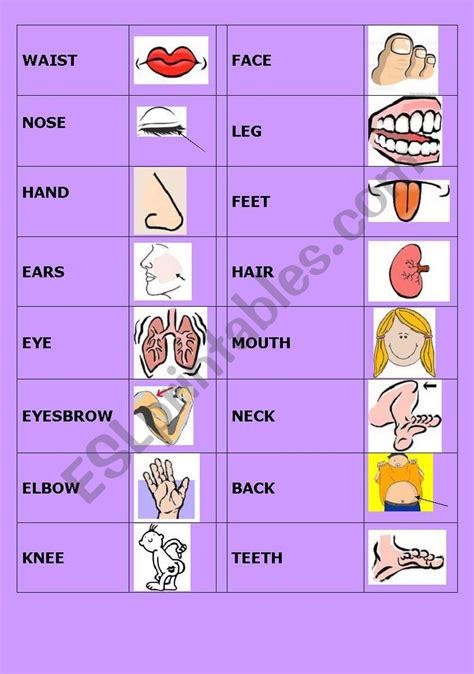 Body Domino Esl Worksheet By Truji78