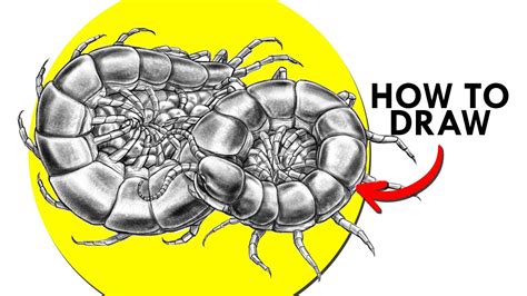 How To Draw A Giant Centipede Youtube