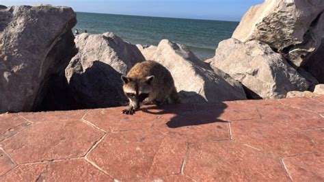 Tiernos mapaches llegan a las playas de Tampico Escapadas por México