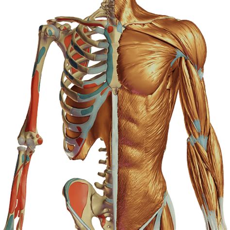 Open Source Human Anatomy Atlas Openanatomy D Slicer Community