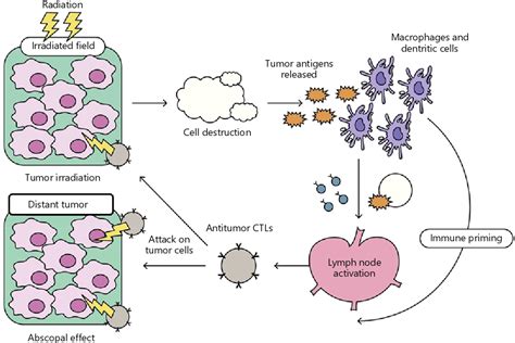 PDF Systemic Antitumor Effects And Abscopal Responses In Melanoma