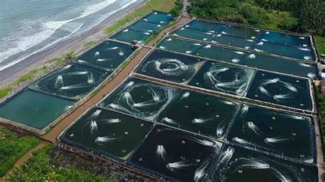 Tingkatkan Budidaya Udang Di Provinsi Ri Utang Rp Triliun Ke Adb