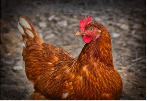 Poules pondeuses tout ce qu il faut savoir pour les élever dans le