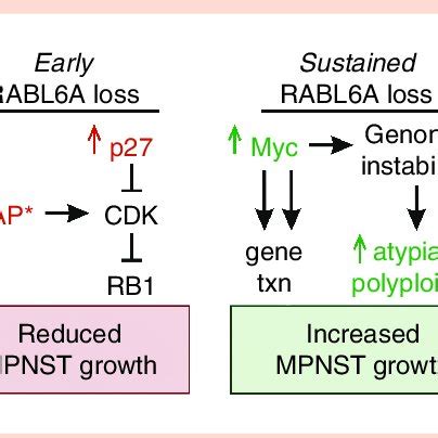 Model Of Molecular Changes In De Novo Mpnsts Following Early Versus