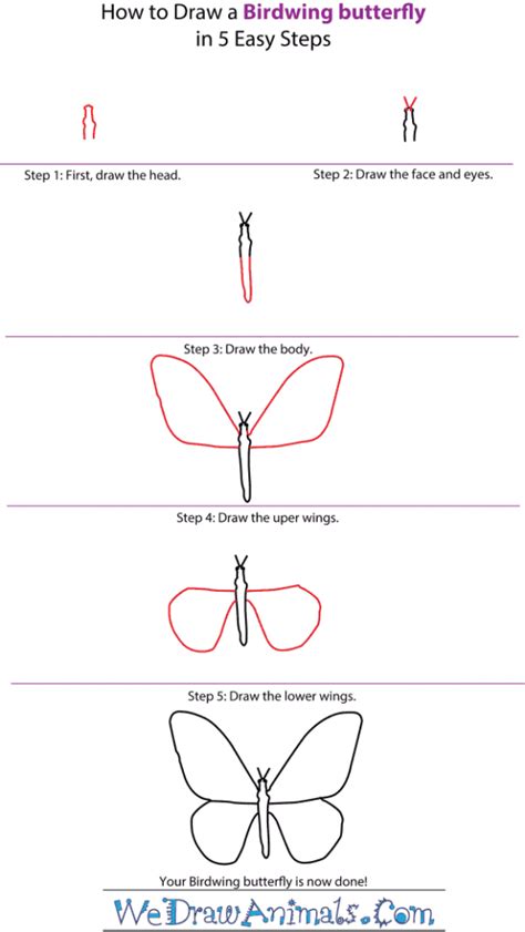 How to Draw a Birdwing Butterfly