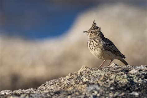 What does lark mean in literature? - Birdful