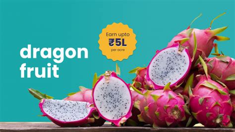 Earn 4 5 Lakh Annum With Dragon Fruit Farming Course 2023