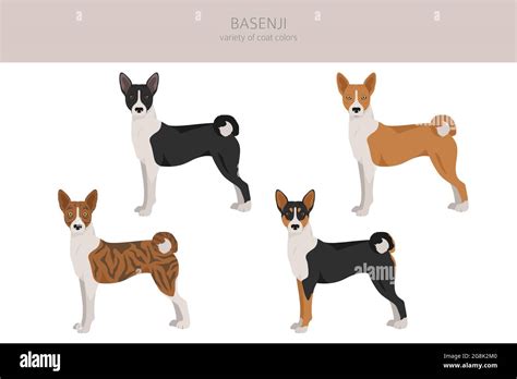 Basenji All Colours Clipart Different Coat Colors And Poses Set