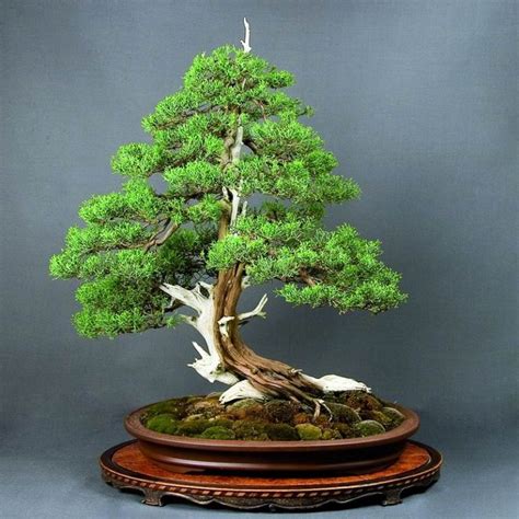juniper bonsai moyogi style white cedar bonsai bushy bonsai tree
